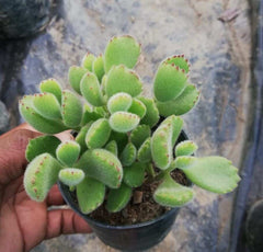 Bear’s Paw | Cotyledon Tomentosa | Succulents Plant Live
