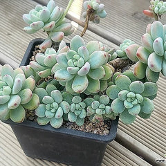 Live Graptoveria 'A Grim One' | Graptopetalums | Succulents