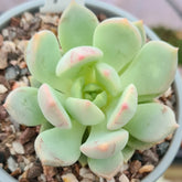 Live Graptoveria 'A Grim One' | Graptopetalums | Succulents