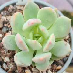 Live Graptoveria 'A Grim One' | Graptopetalums | Succulents