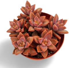 Live Succulent Graptopetalum ‘Bronz’ | Graptosedum 'Alpenglow'