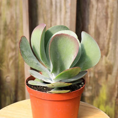 Paddle Plant | Kalanchoe Luciae | Flapjack Paddle Plant | Live Succulent
