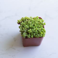 Sedum Dasyphyllum, Corsican Stonecrop, Colorful Succulent