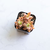 Live Succulent Graptopetalum ‘Bronz’ | Graptosedum 'Alpenglow'