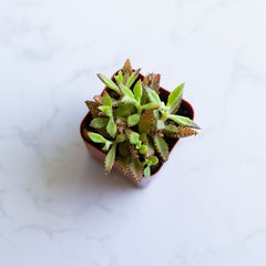 Mother of Millions | Kalanchoe Delagoensis | Devils Backbone | Chandelier Plant | Live Succulent