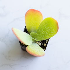 Paddle Plant | Kalanchoe Luciae | Flapjack Paddle Plant | Live Succulent