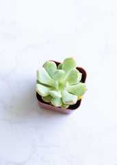 Live Graptoveria 'A Grim One' | Graptopetalums | Succulents