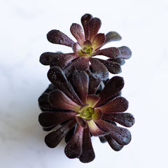 Black Rose Succulent Plants Live | Aeonium Black Rose | Aeonium Arboreum ‘Zwartkop’ |