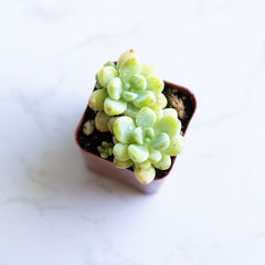 Live Tiscalatengo Succulent| Sedum Clavatum