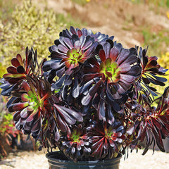 Black Rose Succulent Plants Live | Aeonium Black Rose | Aeonium Arboreum ‘Zwartkop’ |