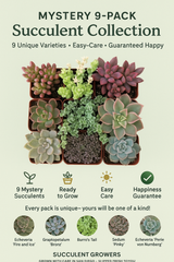 Live Succulent Varieties | Mystery Succulent Pack | Assorted 2'' Potted Succulent