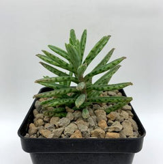 Mother of Millions | Kalanchoe Delagoensis | Devils Backbone | Chandelier Plant | Live Succulent