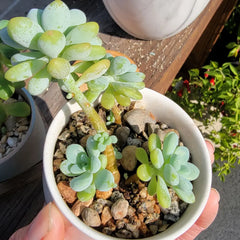 Live Tiscalatengo Succulent| Sedum Clavatum
