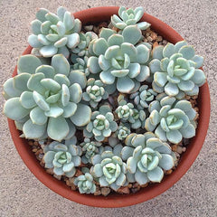 Live Graptoveria 'A Grim One' | Graptopetalums | Succulents