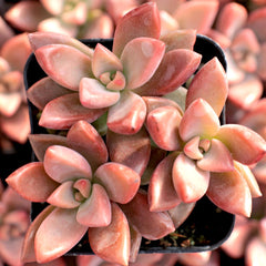 Live Succulent Graptopetalum ‘Bronz’ | Graptosedum 'Alpenglow'