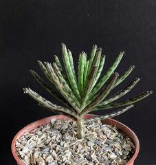 Mother of Millions | Kalanchoe Delagoensis | Devils Backbone | Chandelier Plant | Live Succulent