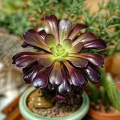 Black Rose Succulent Plants Live | Aeonium Black Rose | Aeonium Arboreum ‘Zwartkop’ |