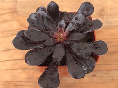 Black Rose Succulent | Aeonium Black Rose | Aeonium Arboreum ‘Zwartkop’ in San Diego