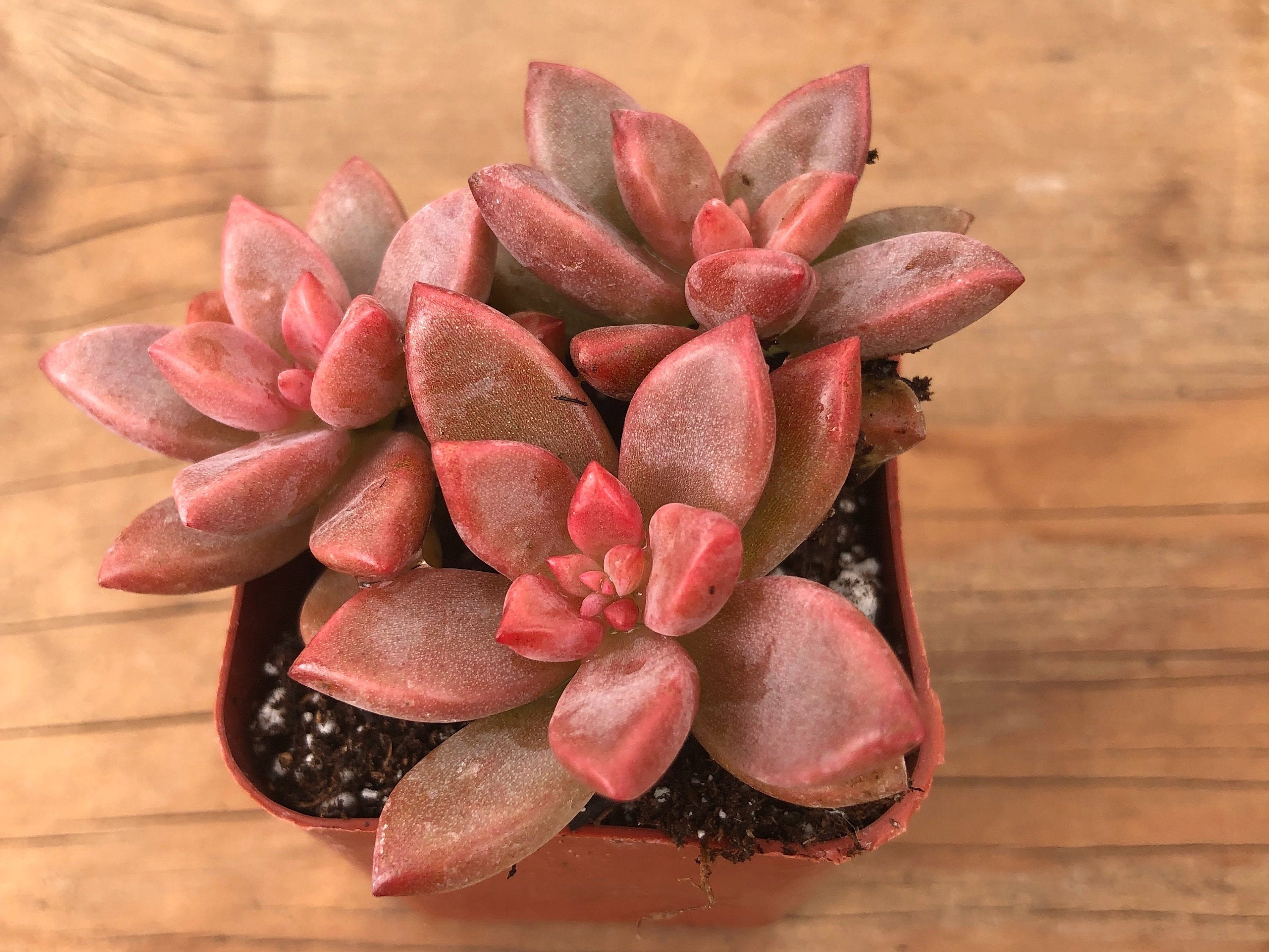 Graptopetalum ‘Bronz’ | Graptosedum 'Alpenglow'