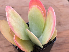 Paddle Plant | Kalanchoe Luciae | Flapjack Paddle Plant