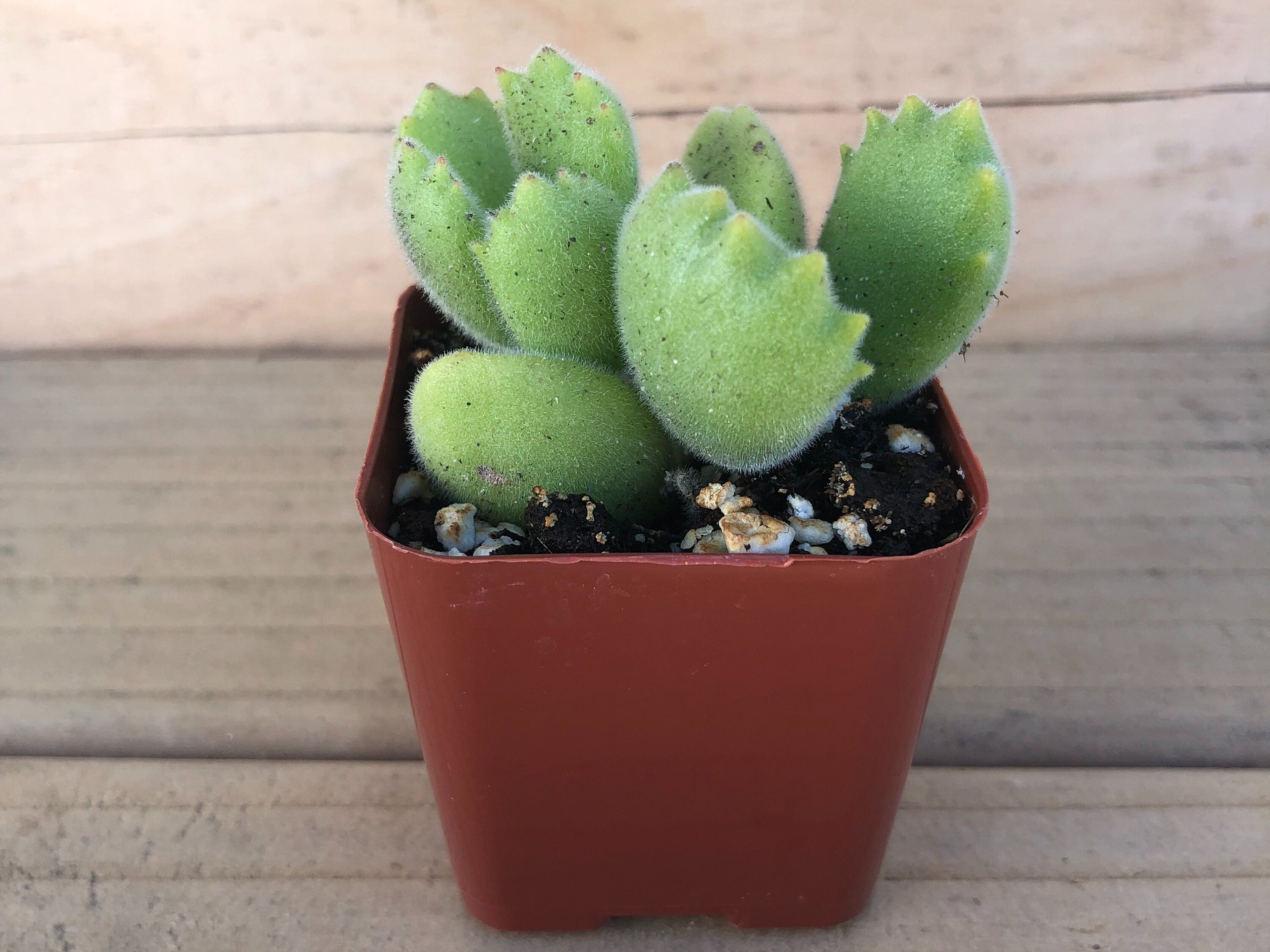 Bear’s Paw | Cotyledon Tomentosa