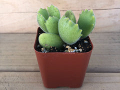 Bear’s Paw | Cotyledon Tomentosa