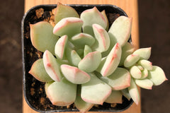 Graptoveria 'A Grim One' | Graptopetalums