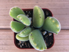 Bear’s Paw | Cotyledon Tomentosa
