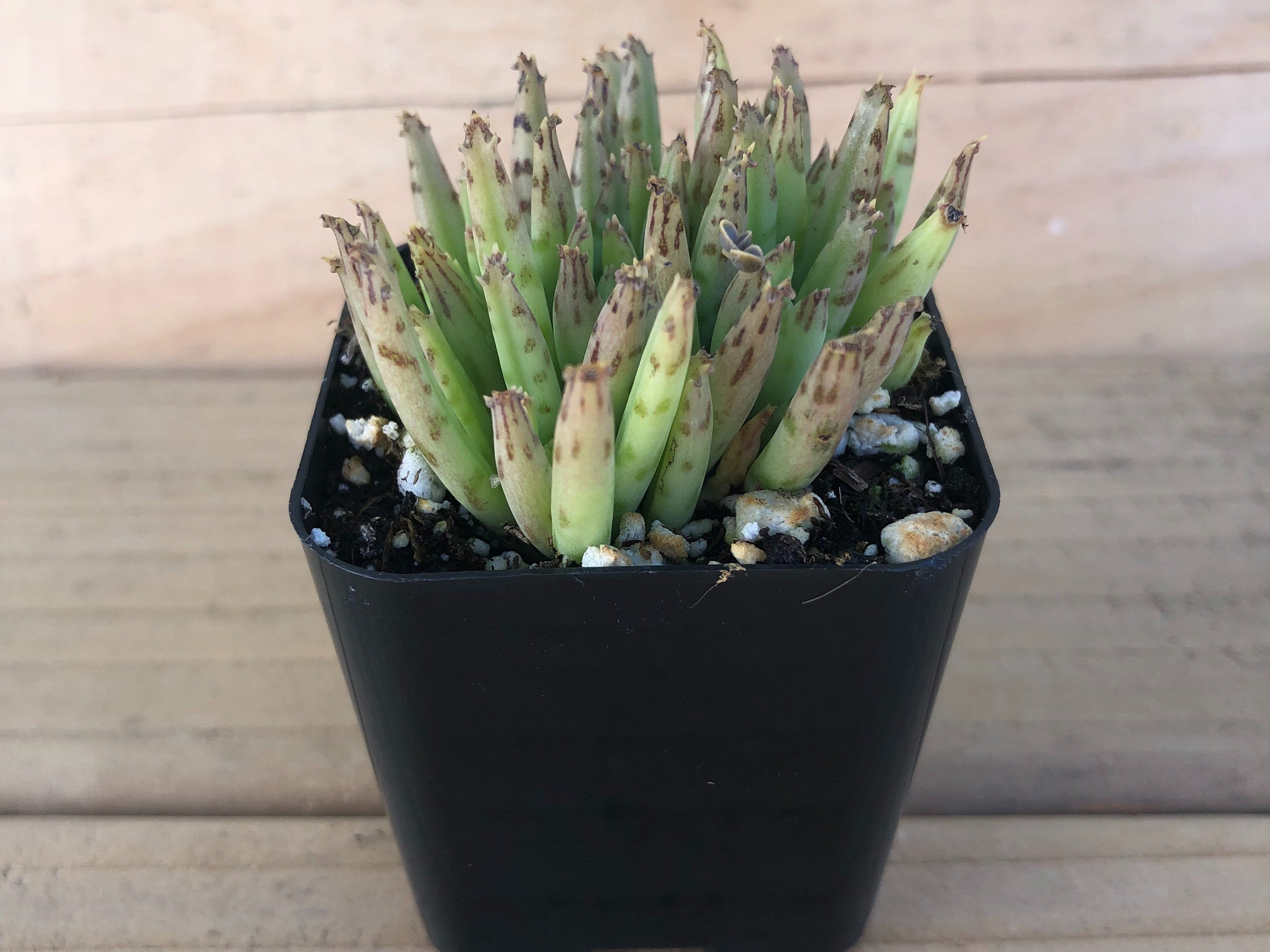 Mother of Millions | Kalanchoe Delagoensis | Devils Backbone | Chandelier Plant