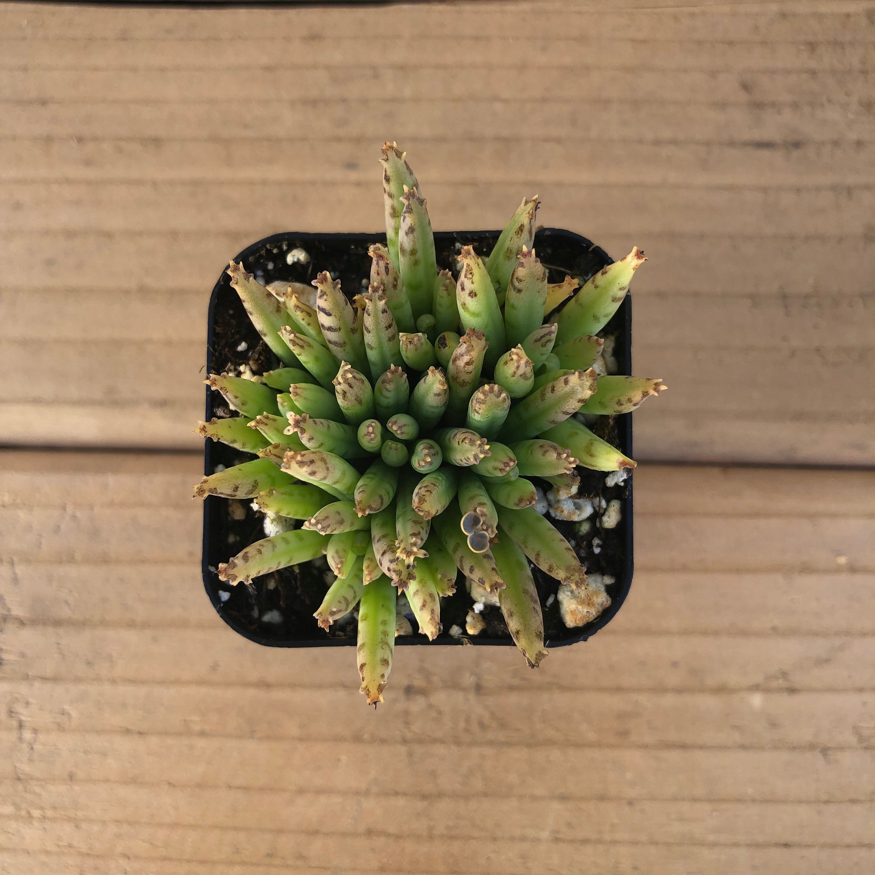 Mother of Millions | Kalanchoe Delagoensis | Devils Backbone | Chandelier Plant