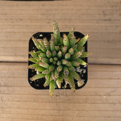 Mother of Millions | Kalanchoe Delagoensis | Devils Backbone | Chandelier Plant