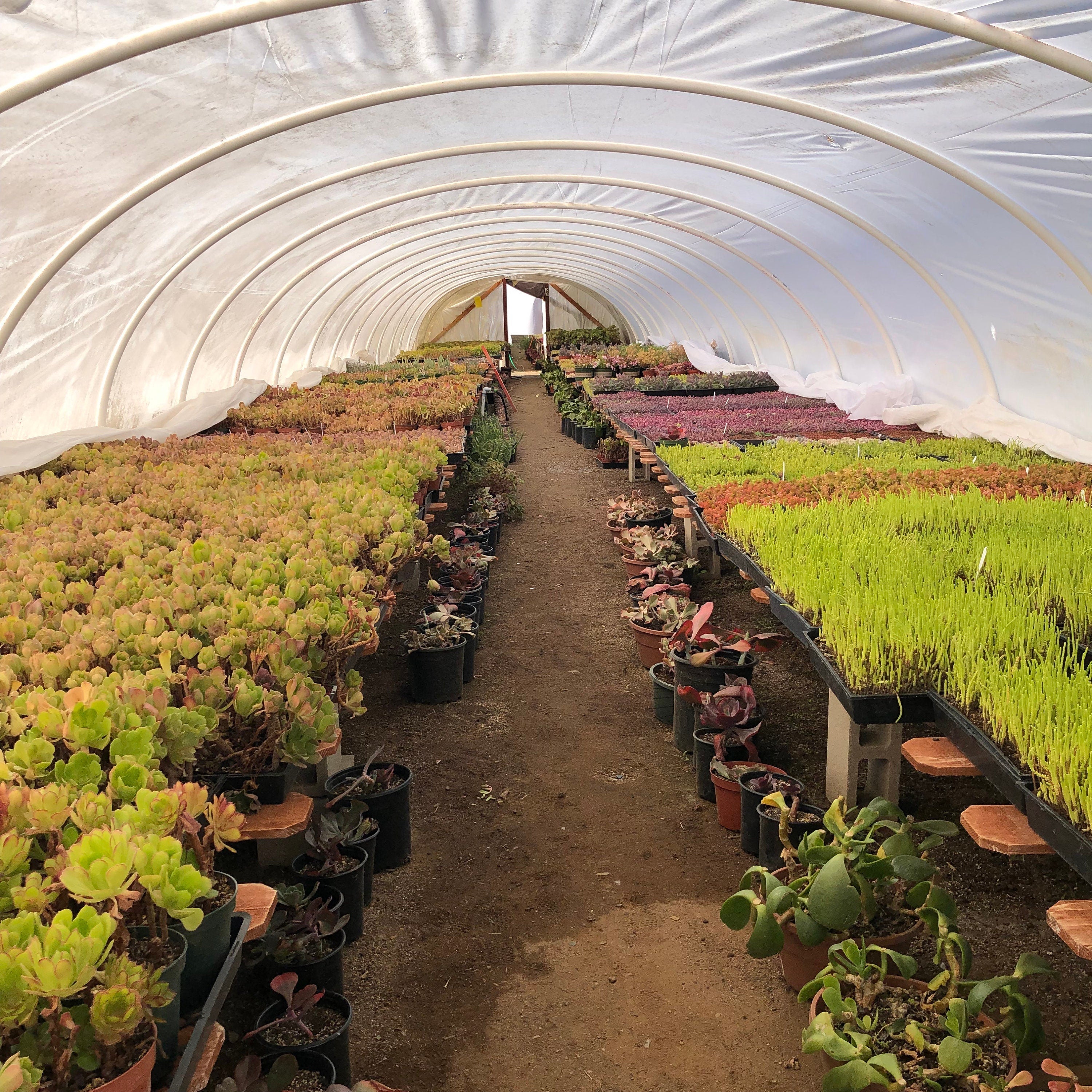 Black Rose Succulent | Aeonium Black Rose | Aeonium Arboreum ‘Zwartkop’