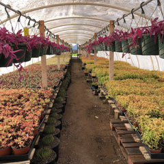 Black Rose Succulent | Aeonium Black Rose | Aeonium Arboreum ‘Zwartkop’