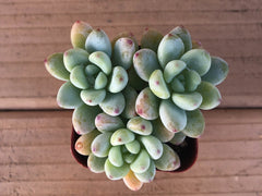 Tiscalatengo | Sedum Clavatum