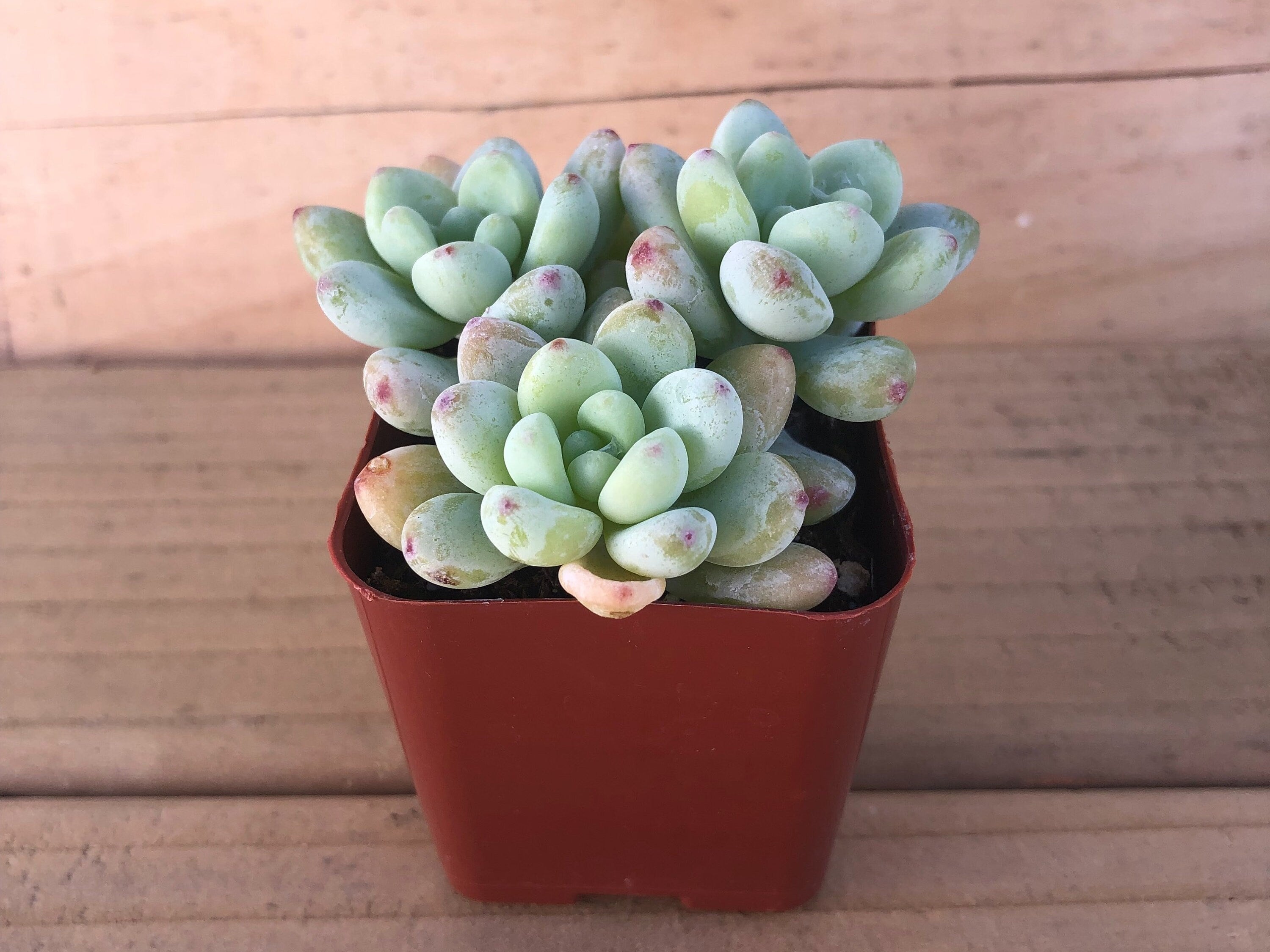 Tiscalatengo | Sedum Clavatum