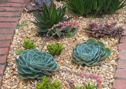 Succulents: Nature's water-wise marvels, bringing beauty and resilience to any space