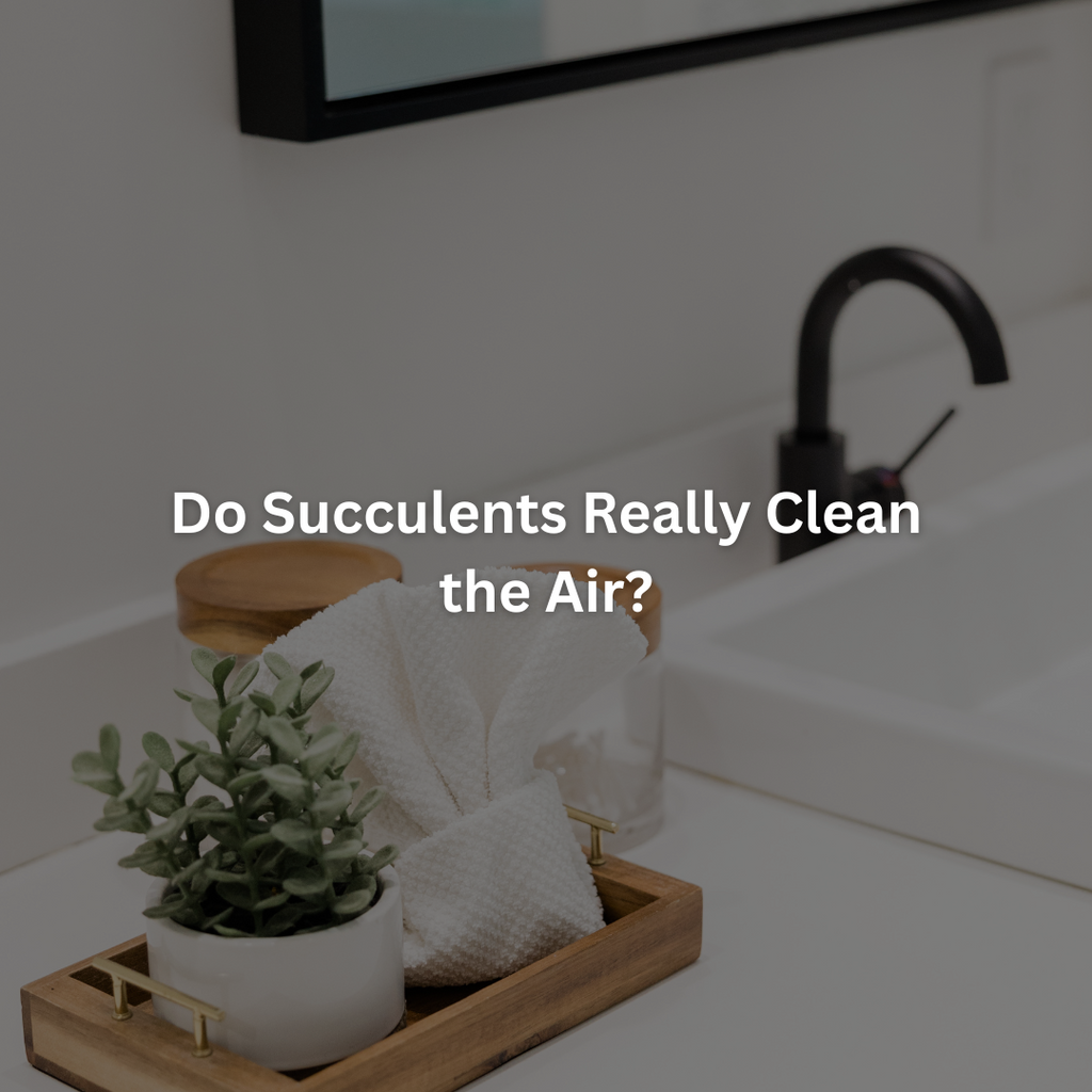 Do Succulents Really Clean the Air?