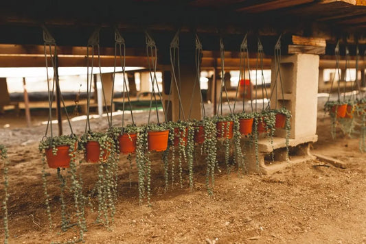 How Long Does It Take for Succulents to Grow?
