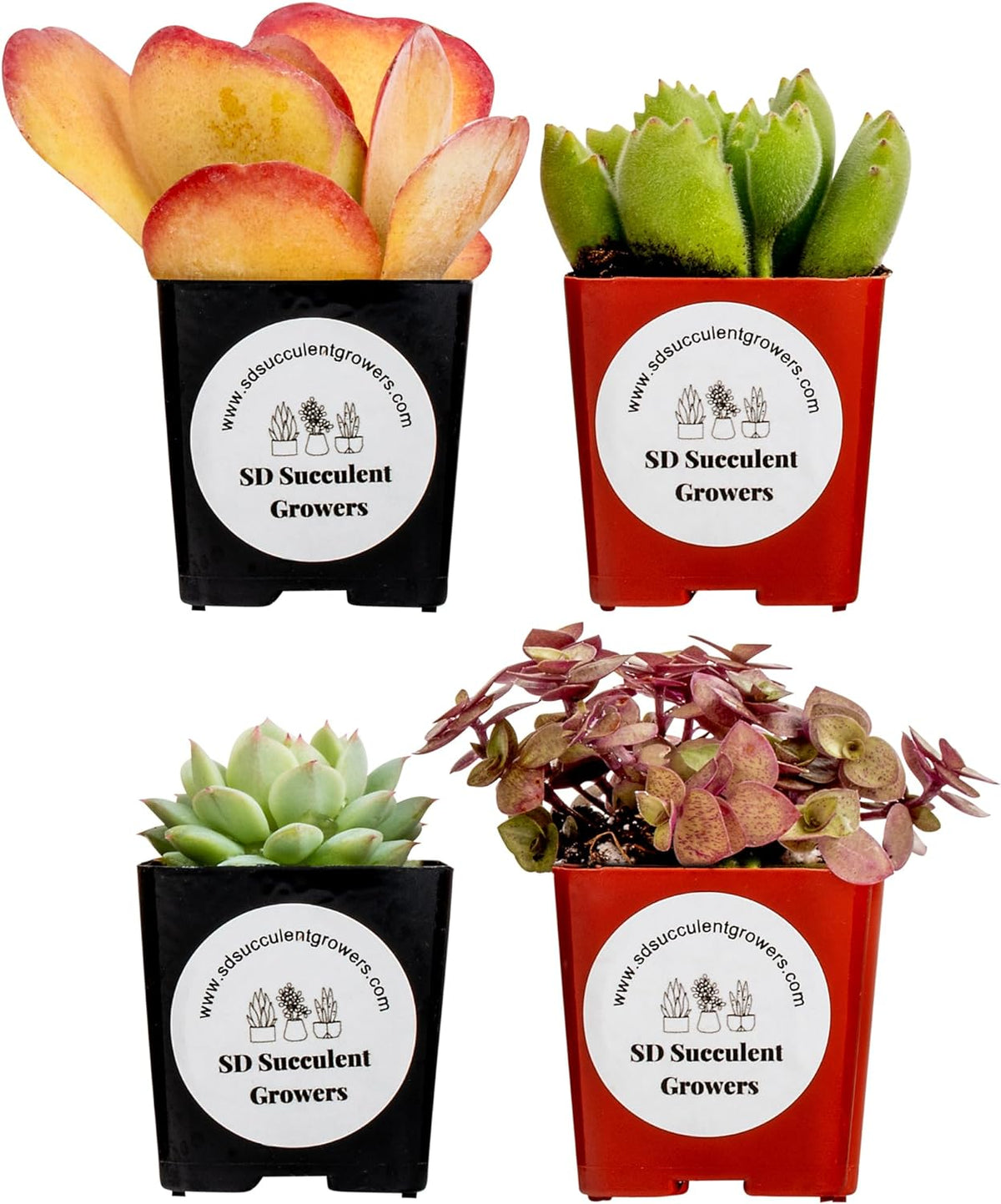 4-Pack Mystery Succulent Collection