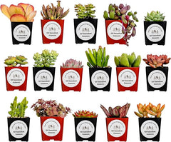 16-Pack Mystery Succulent Box - 2” Potted Plants