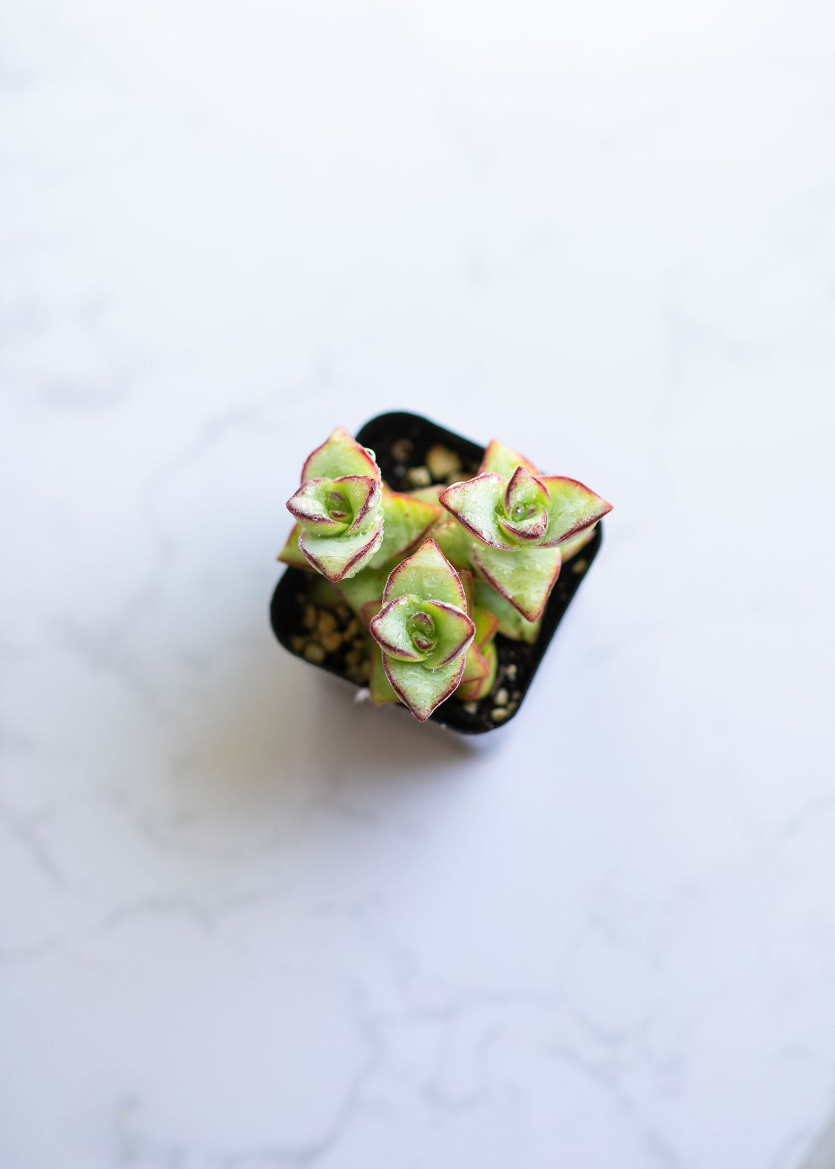 String of Buttons | Crassula Perforata | Necklace Vine | Stacked Crassula | Pagoda Plant | Live Succulent