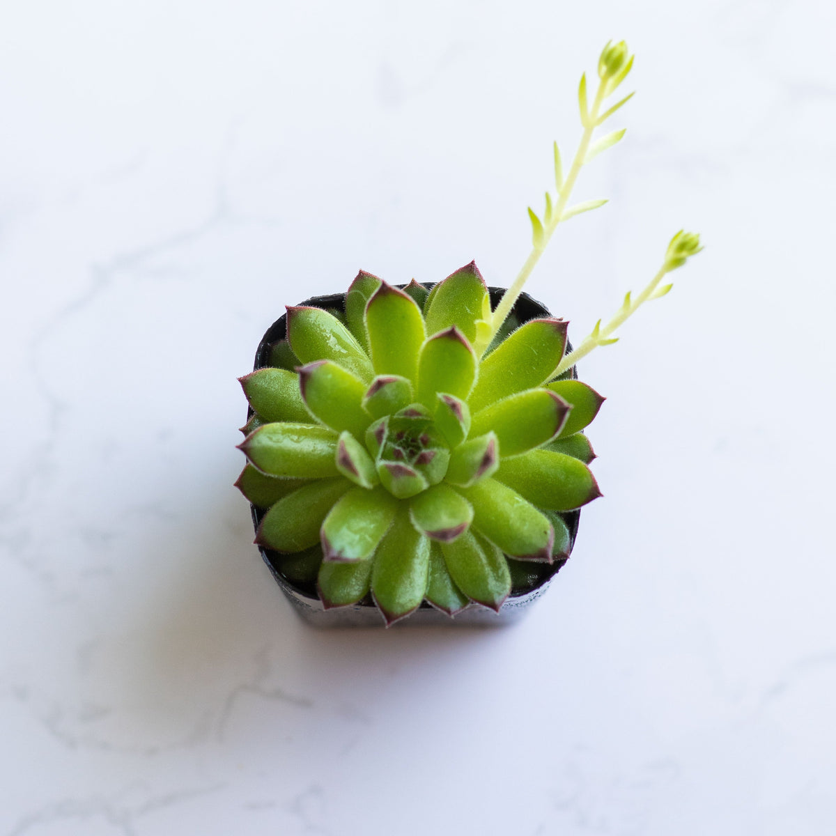 Sempervivum Tectorum | Common Houseleek | Live Succulent