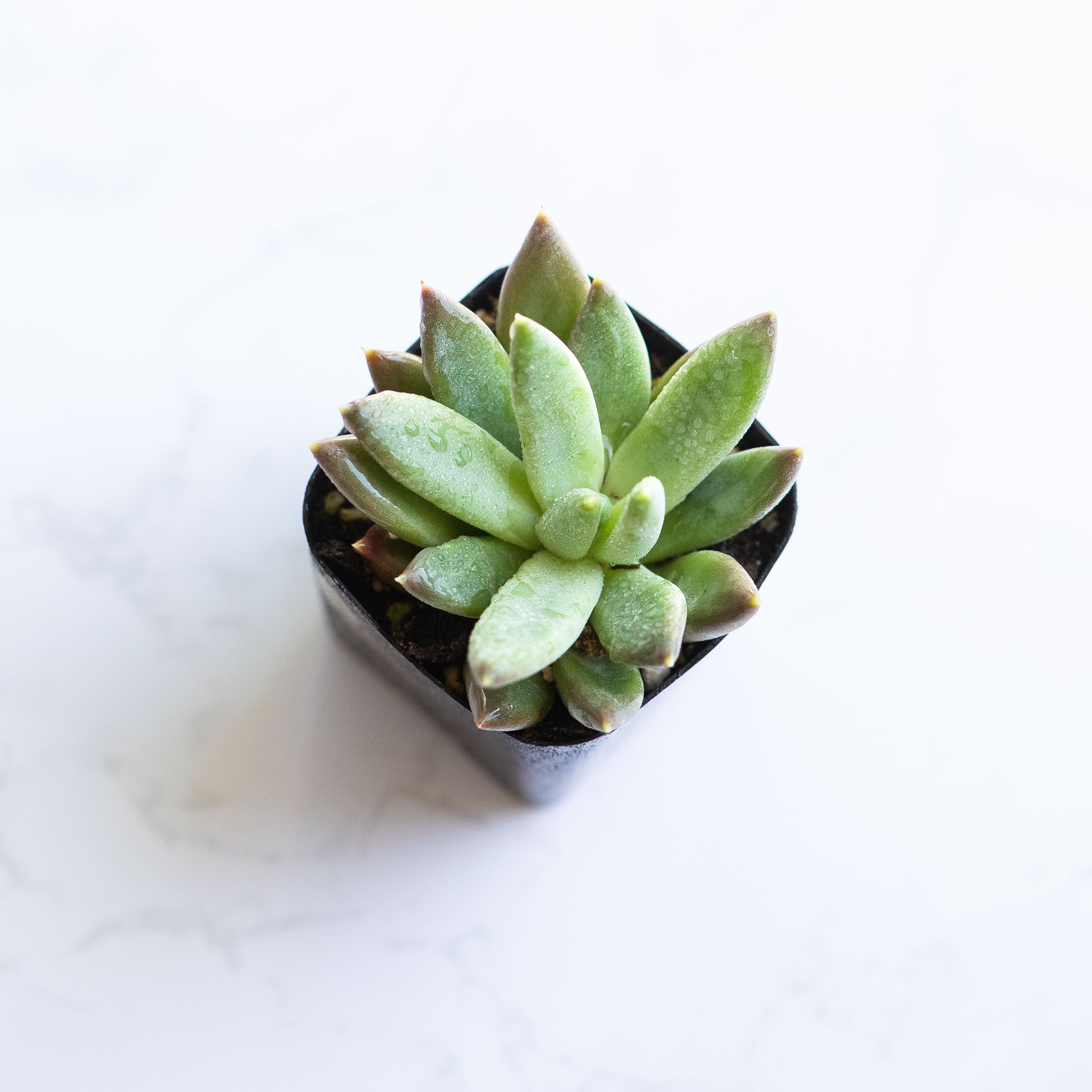 Little Jewel Succulent | Pachyphytum Compactum | Pachyveria Glauca | Live Succulent