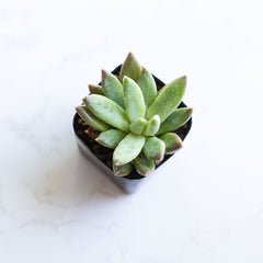 Little Jewel Succulent | Pachyphytum Compactum | Pachyveria Glauca | Live Succulent