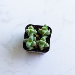 Live Astridia Velutina | Ice Plant |