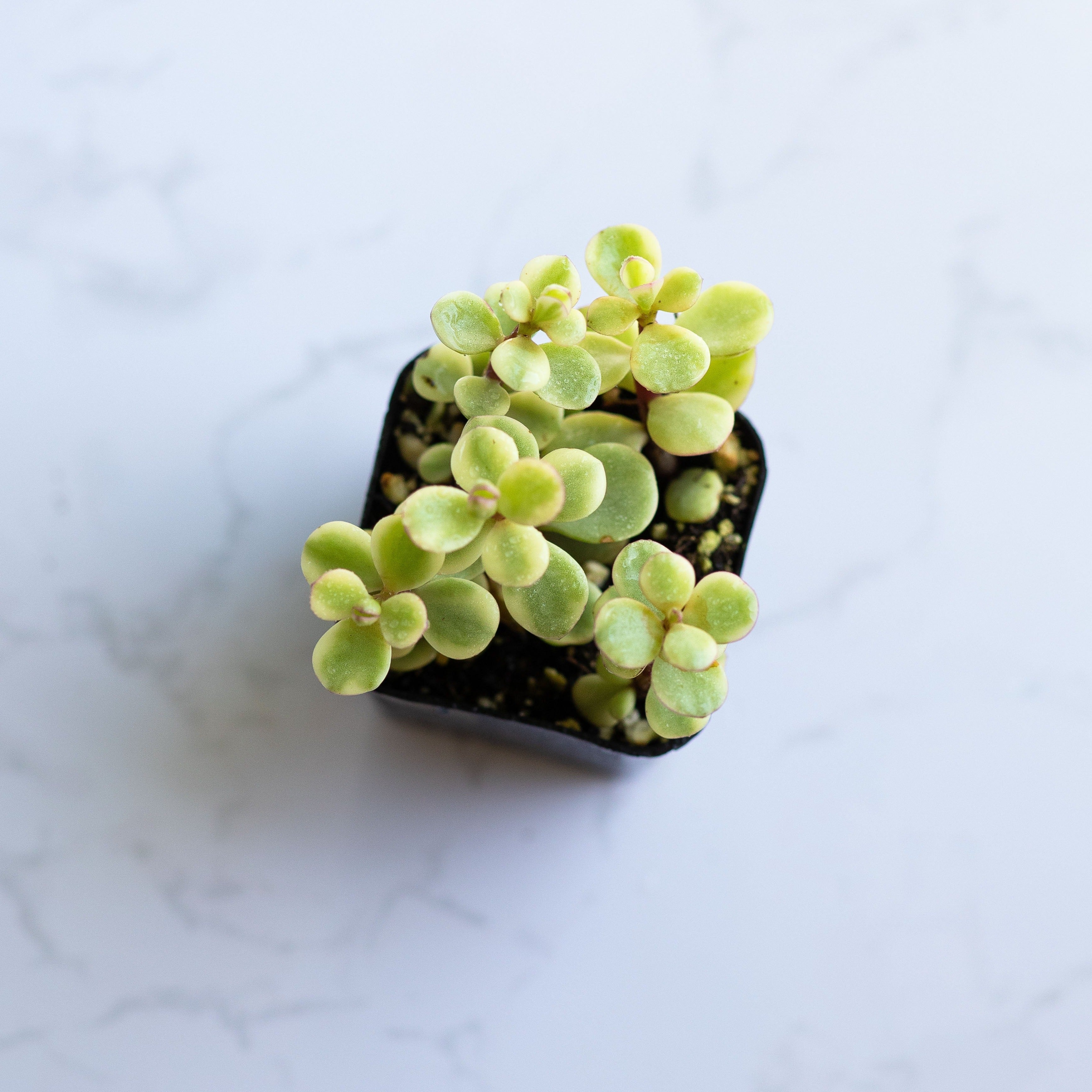 Elephant Bush Succulent | Dwarf Jade Plant | Portulacaria afra | Miniature Jade