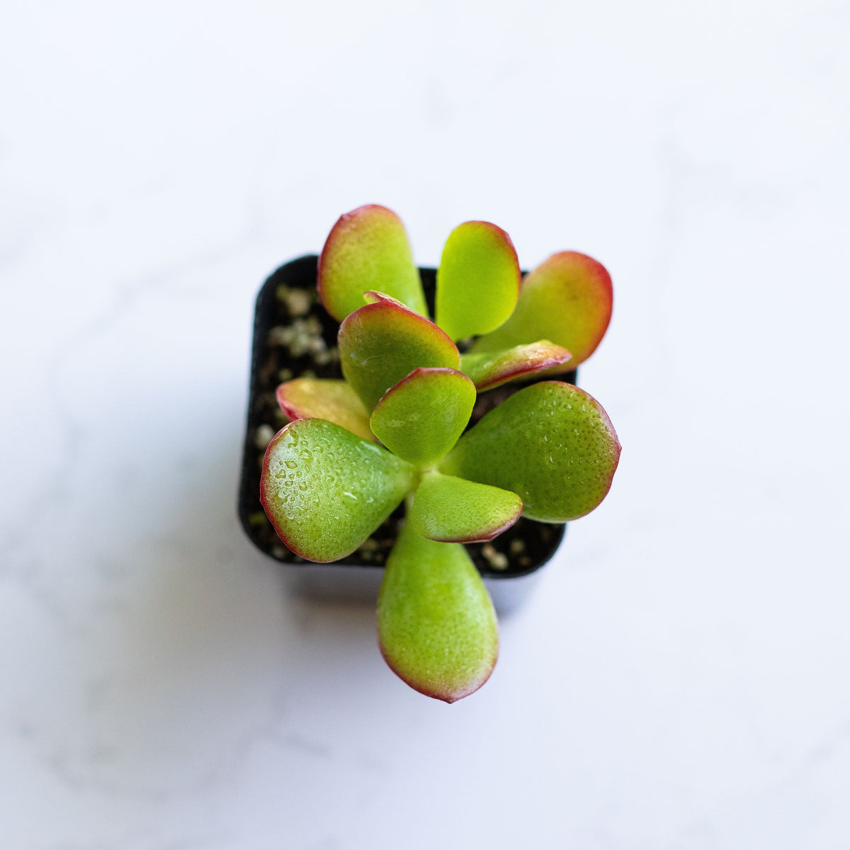 Live Succulent Red Crassula Jade Plant