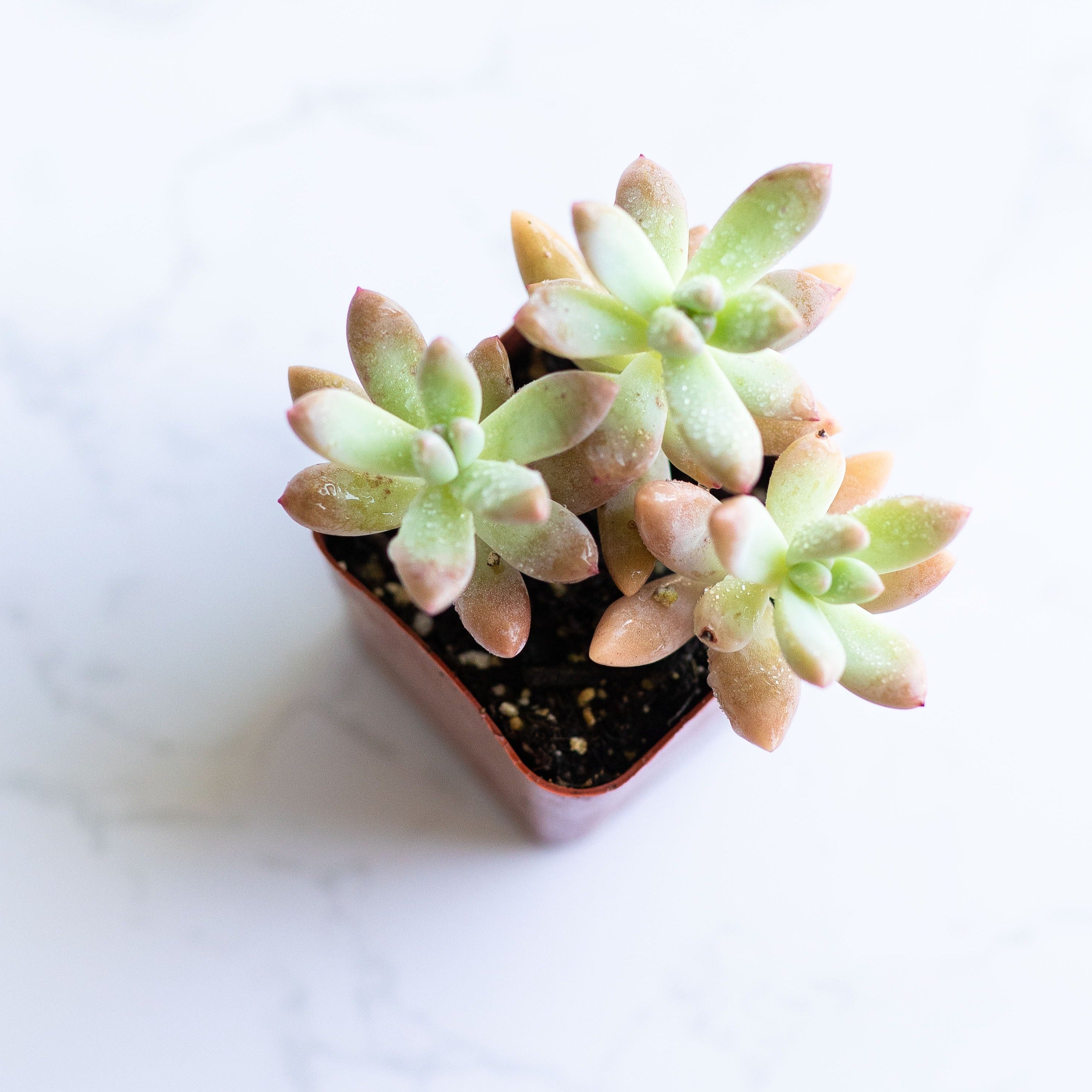 Live Graptosedum 'Francesco Baldi' | Darley Sunshine | Blue Pearl | Succulents