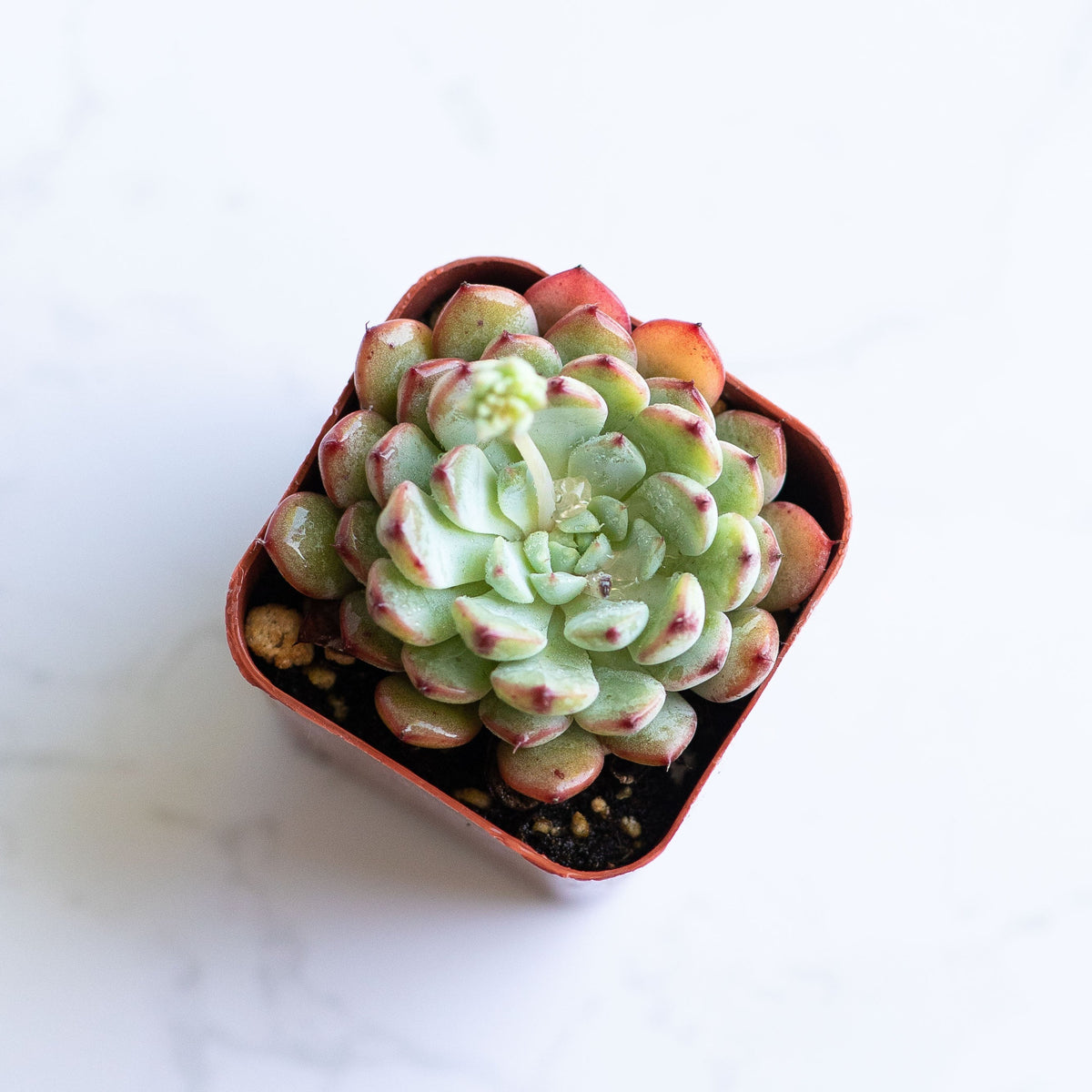 Live Miniature Echeveria Succulent