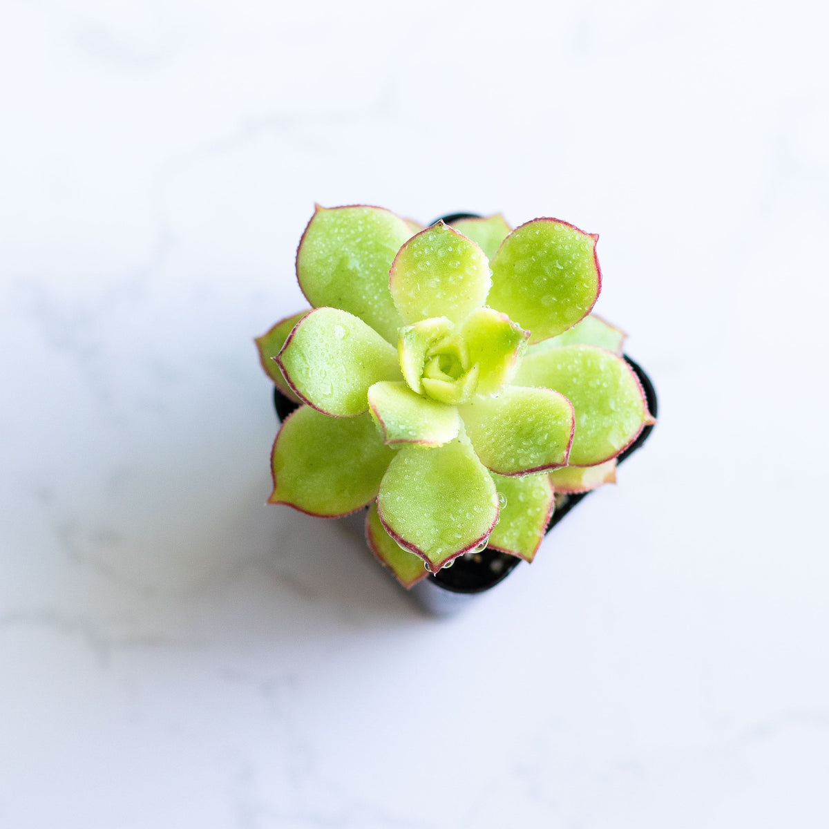 Aeonium haworthii | Haworth’s Aeonium | Pinwheel Plant | Aeonium Kiwi | Succulents plant live